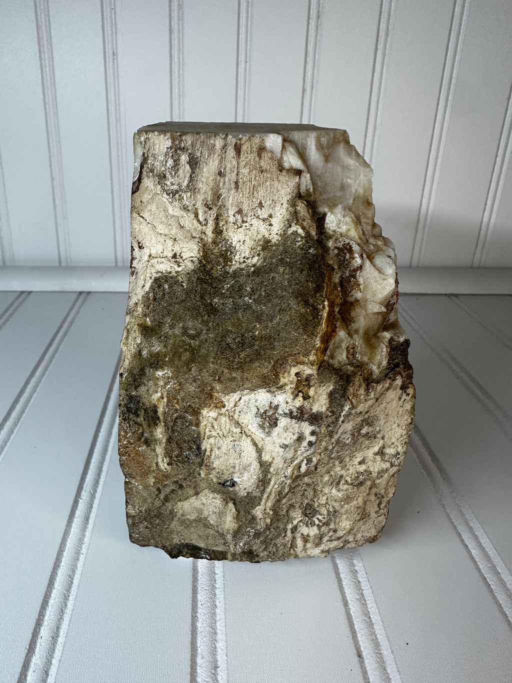 Petrified Wood Cut & Rough