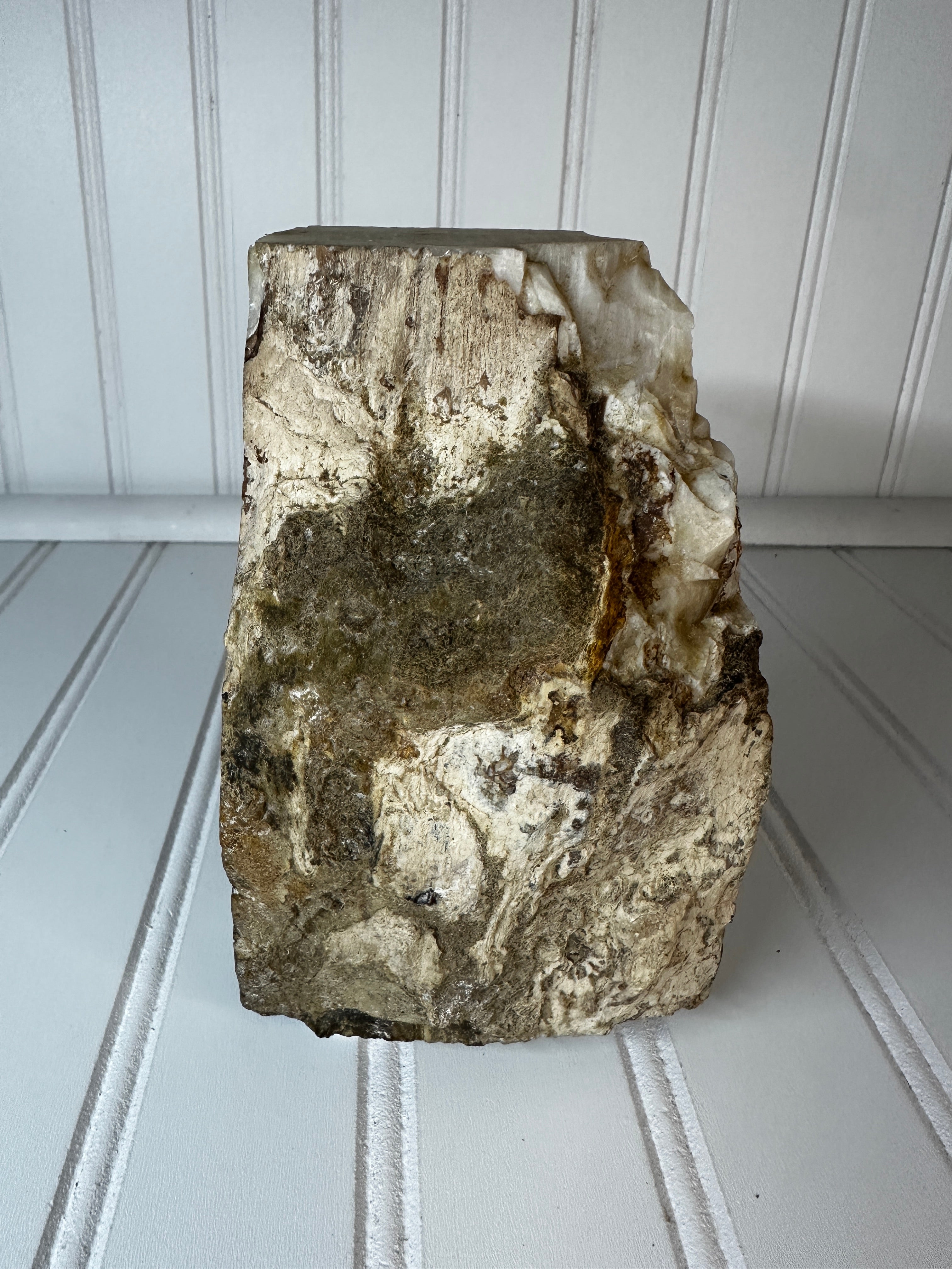 Petrified Wood Cut & Rough
