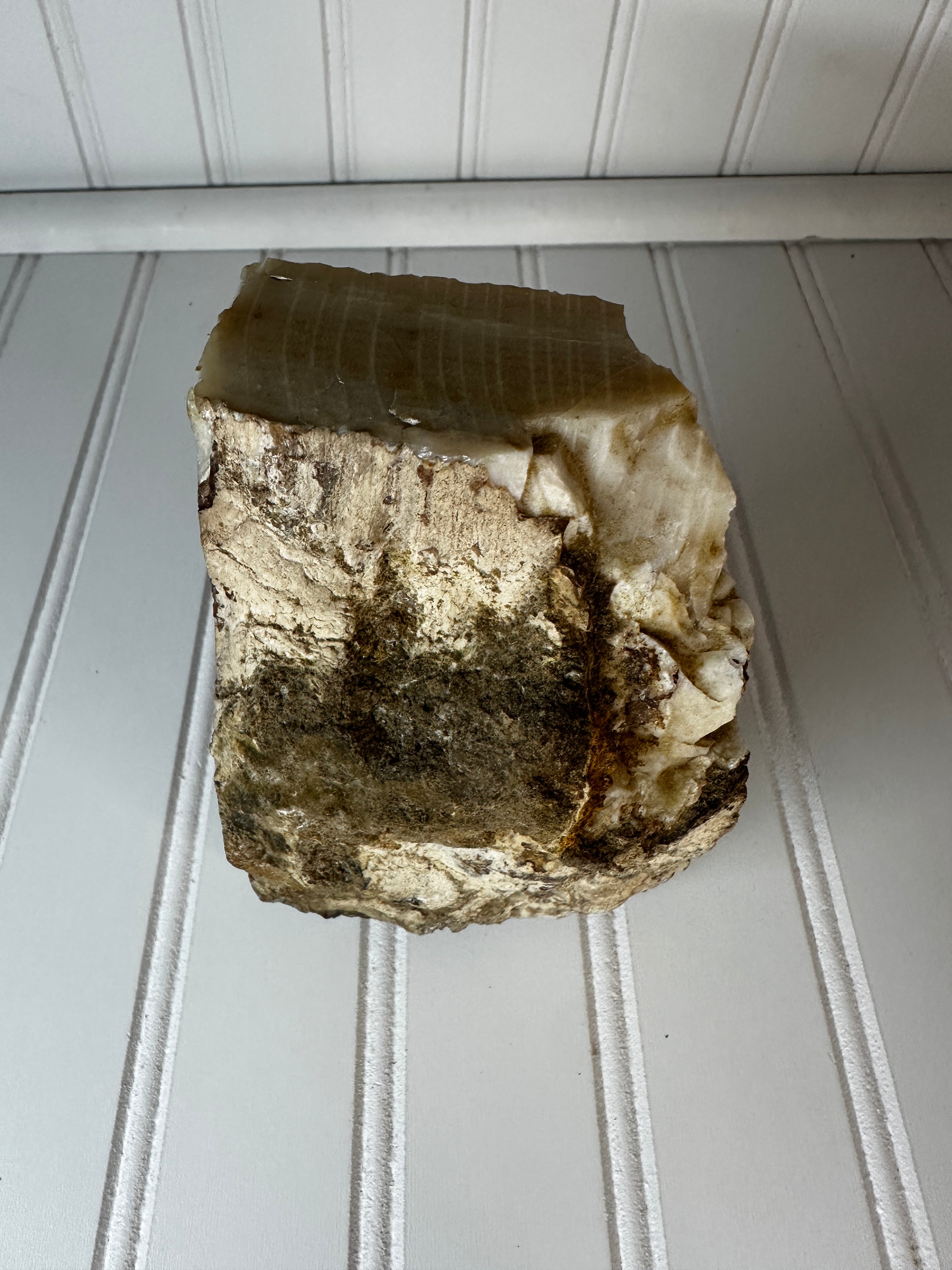 Petrified Wood Cut & Rough