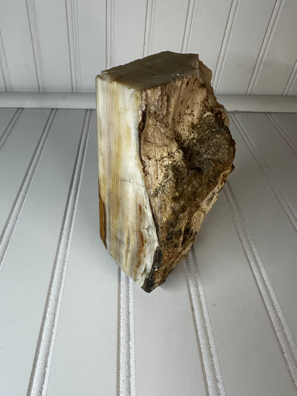 Petrified Wood Cut & Rough