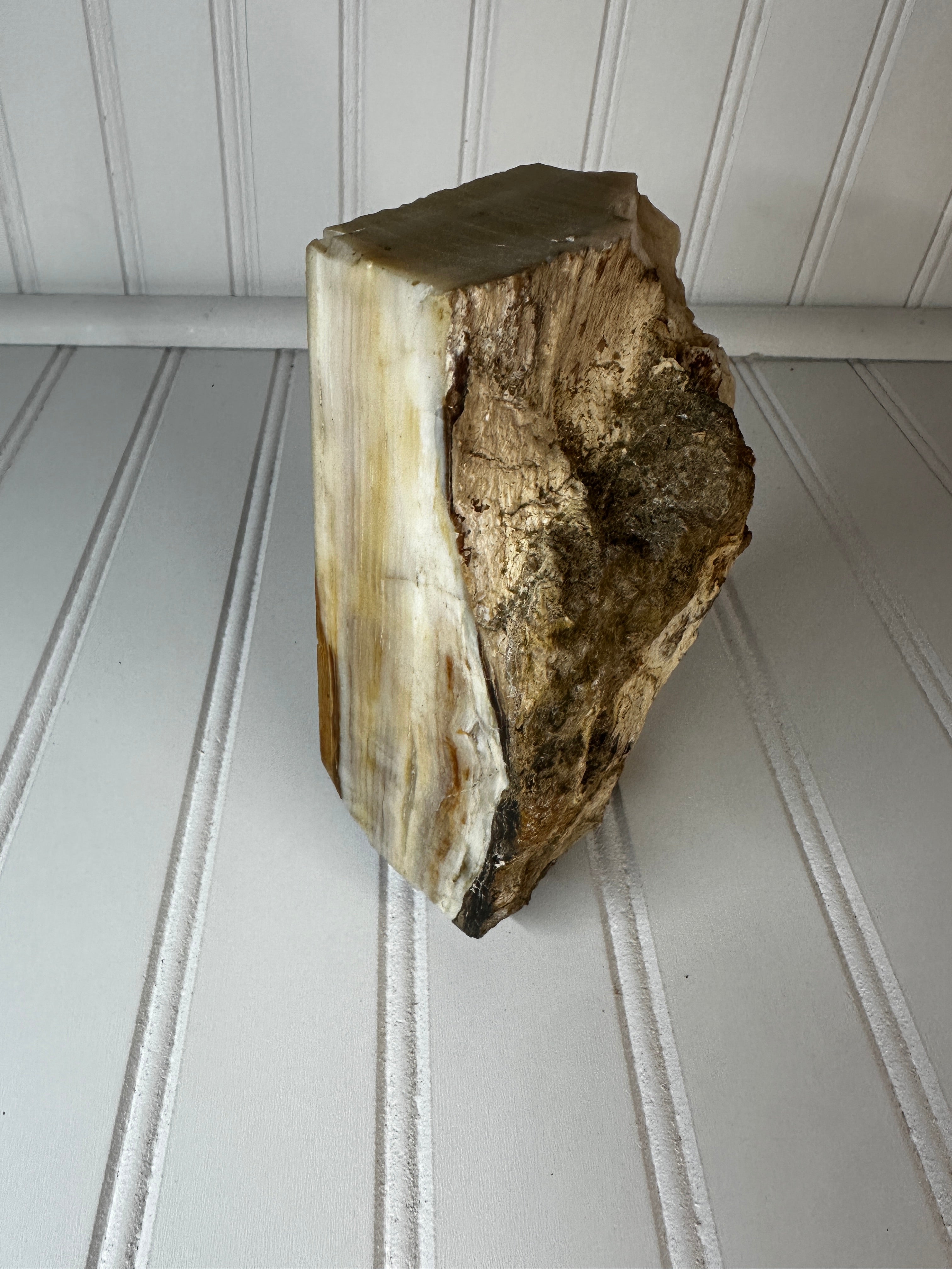 Petrified Wood Cut & Rough