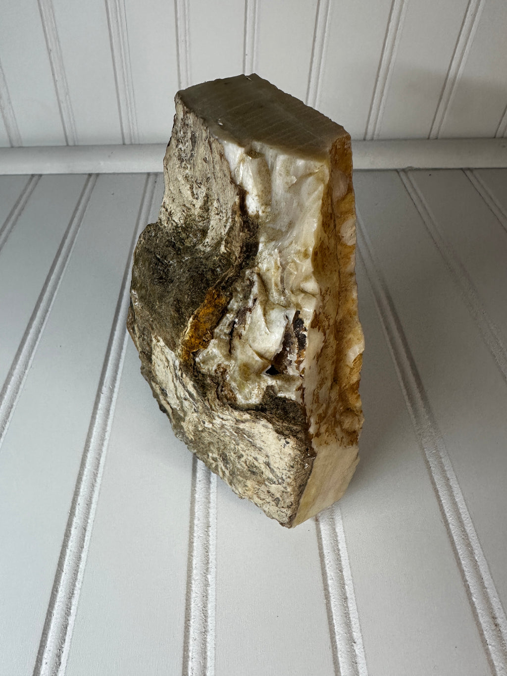 Petrified Wood Cut & Rough