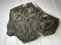 Fossil of a Carboniferous Period Plant