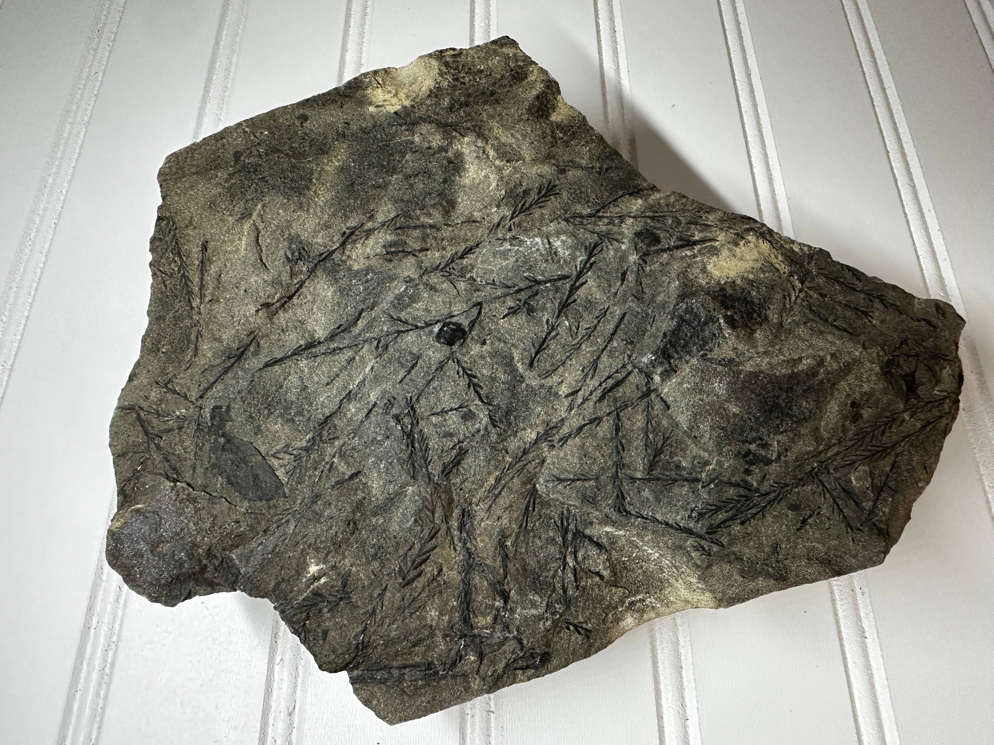 Fossil of a Carboniferous Period Plant
