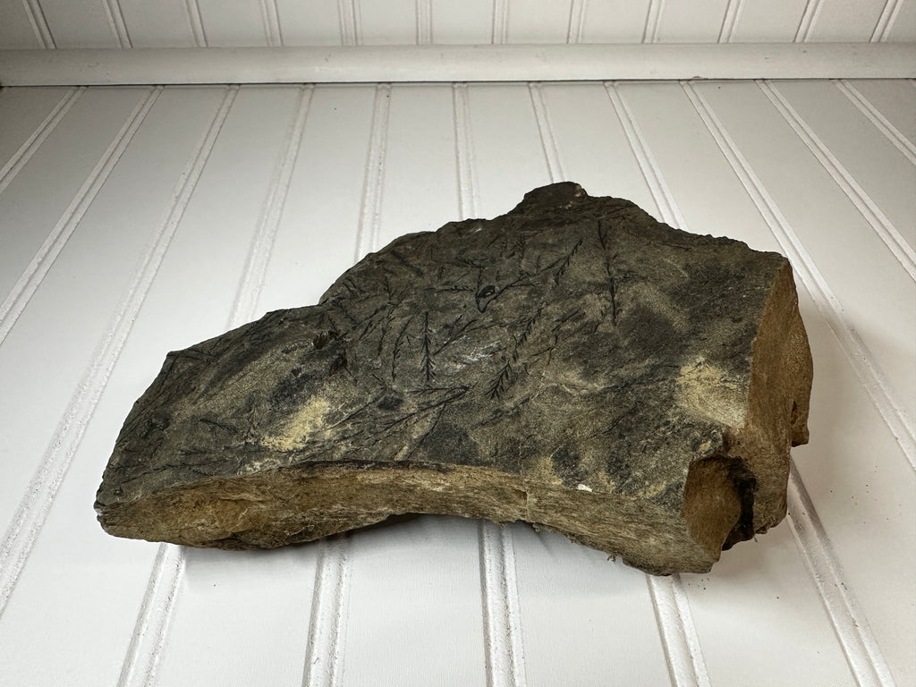 Fossil of a Carboniferous Period Plant