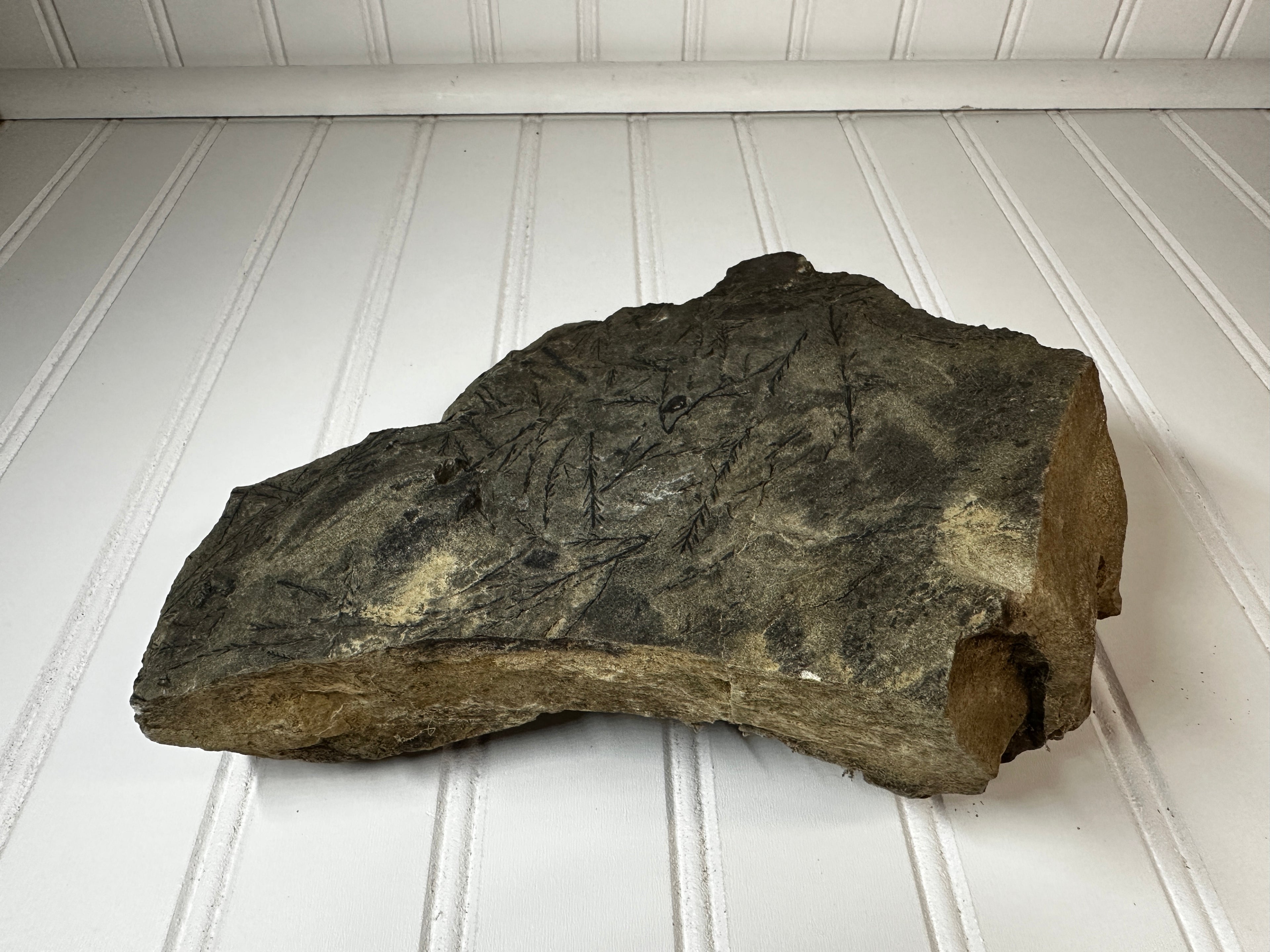 Fossil of a Carboniferous Period Plant