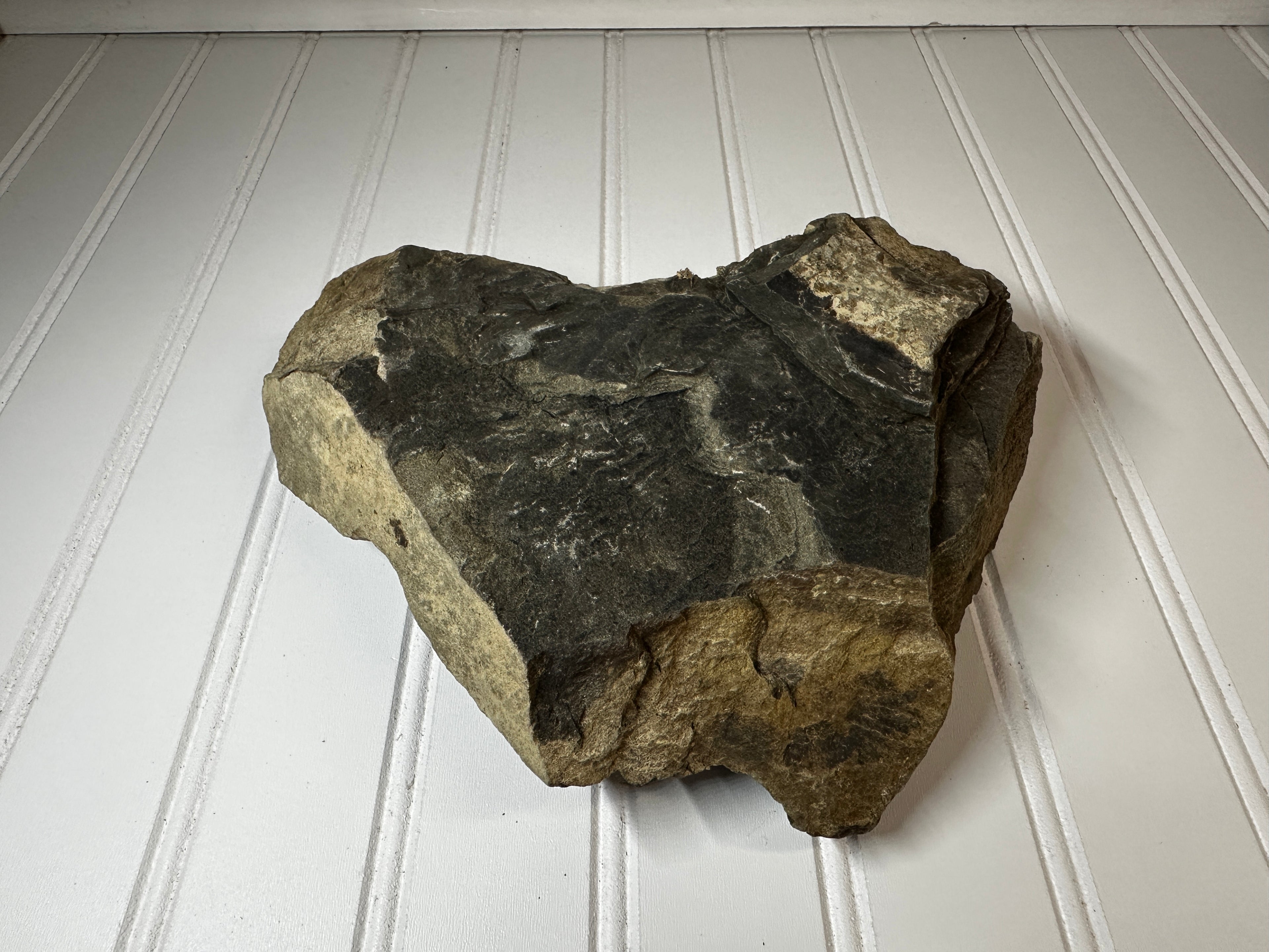 Fossil of a Carboniferous Period Plant