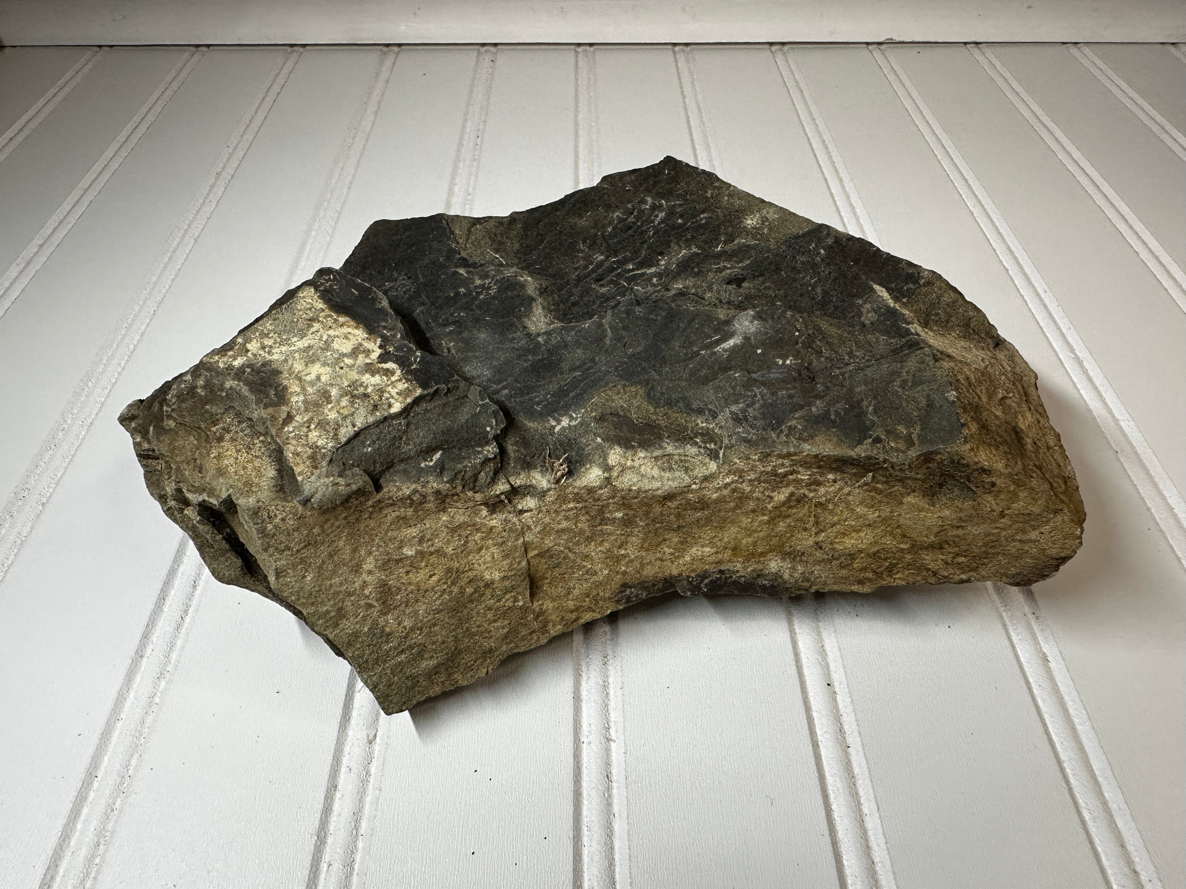 Fossil of a Carboniferous Period Plant