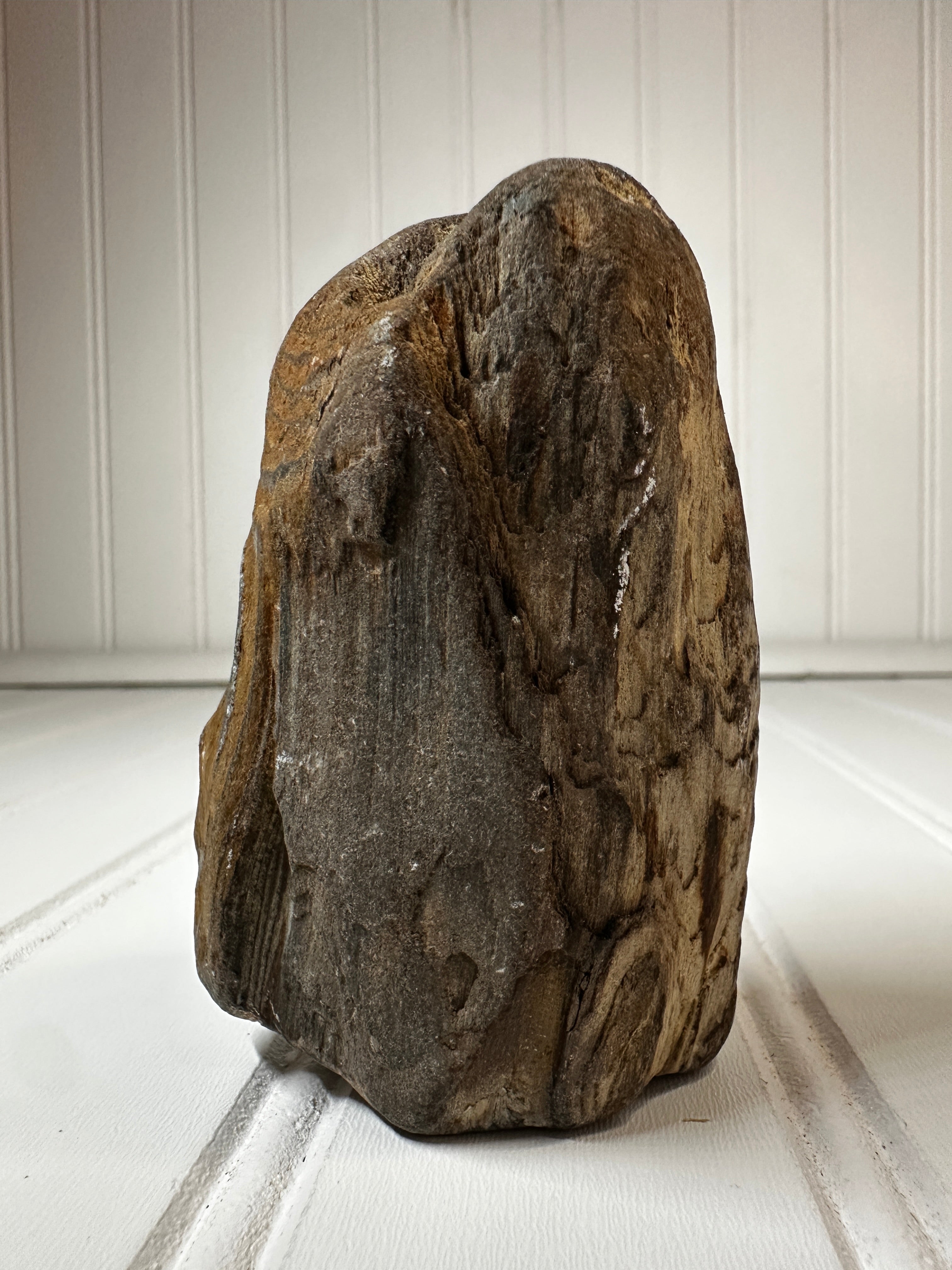 Petrified Wood Standing Specimen