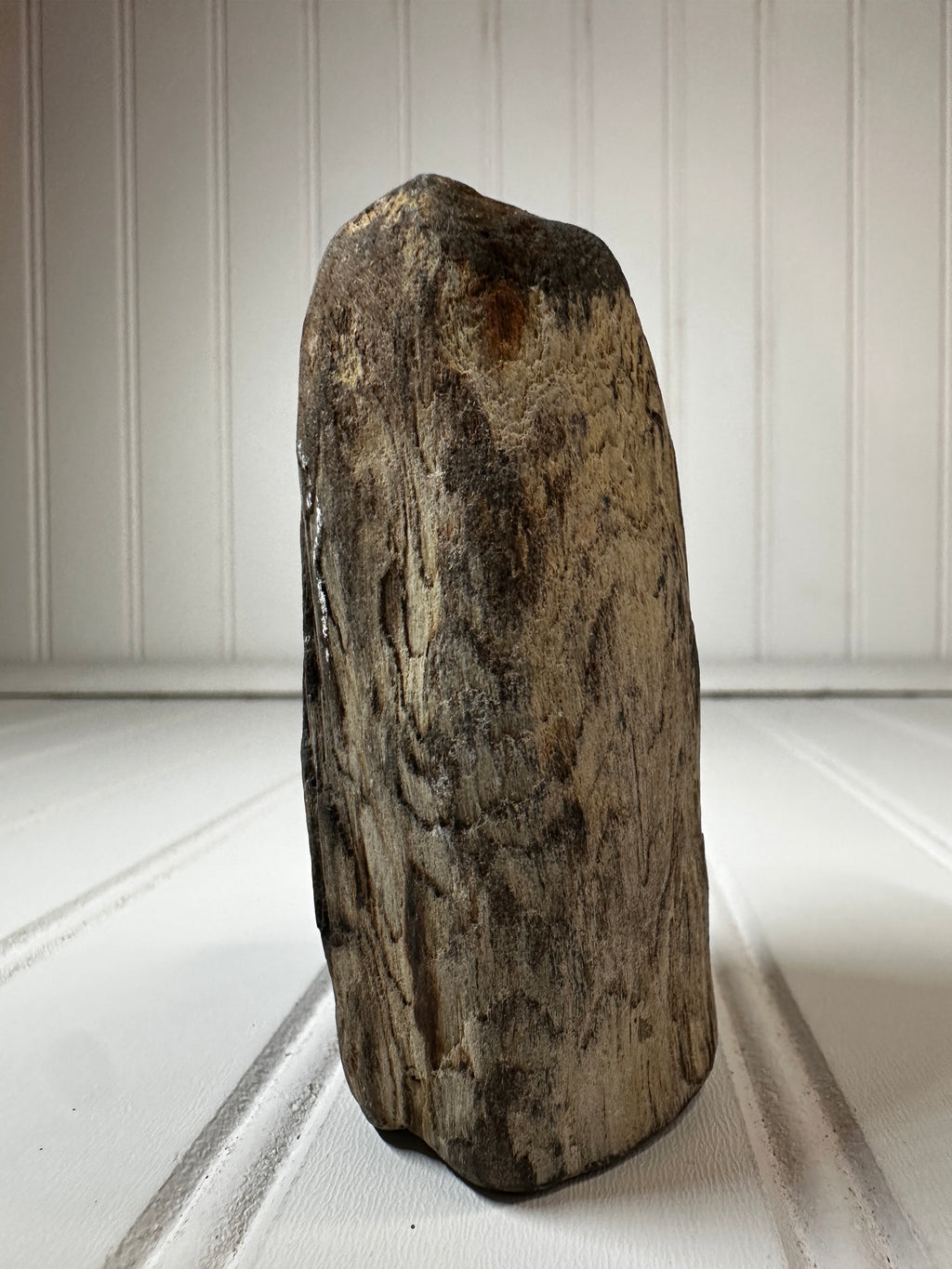 Petrified Wood Standing Specimen