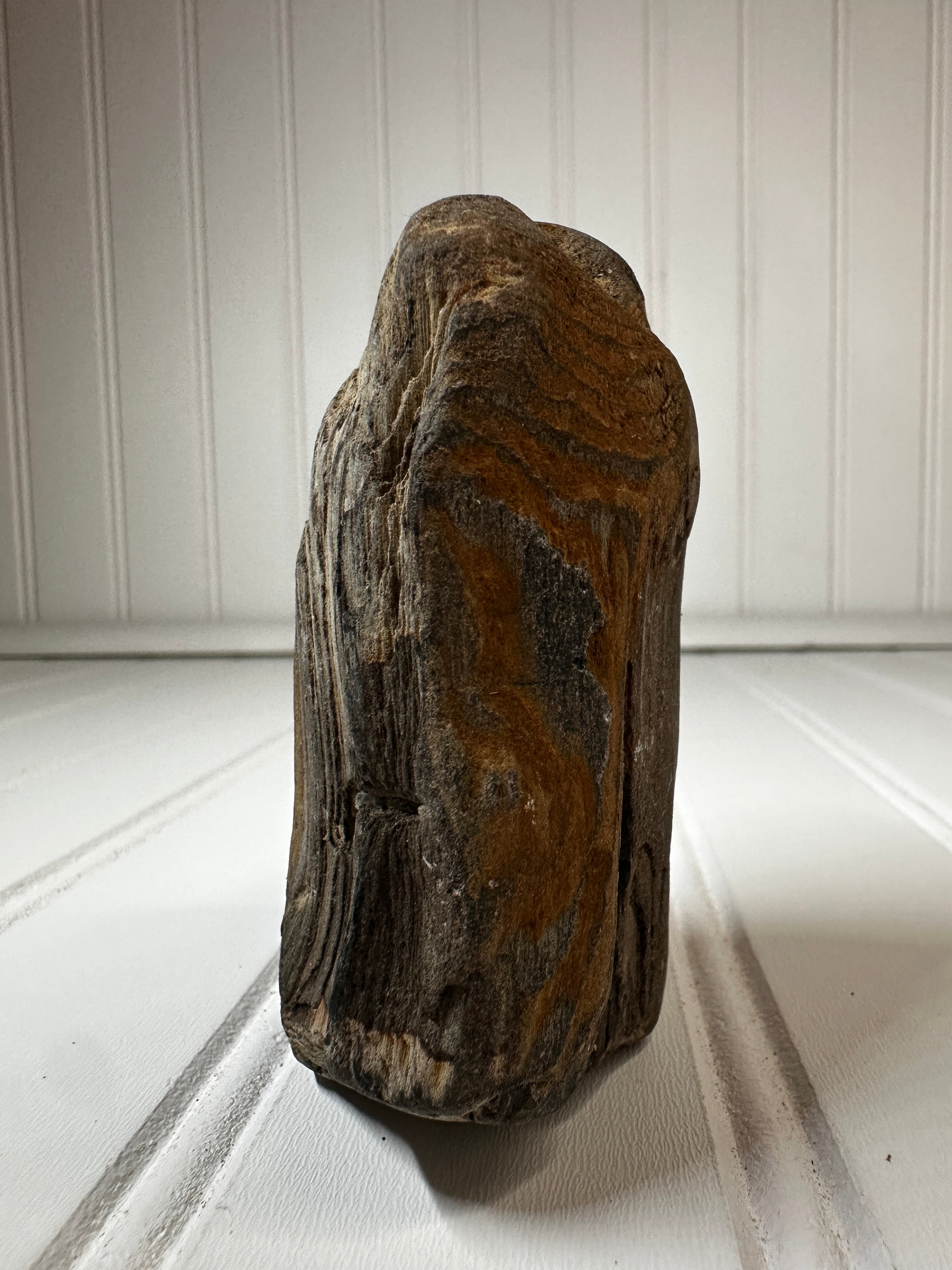 Petrified Wood Standing Specimen