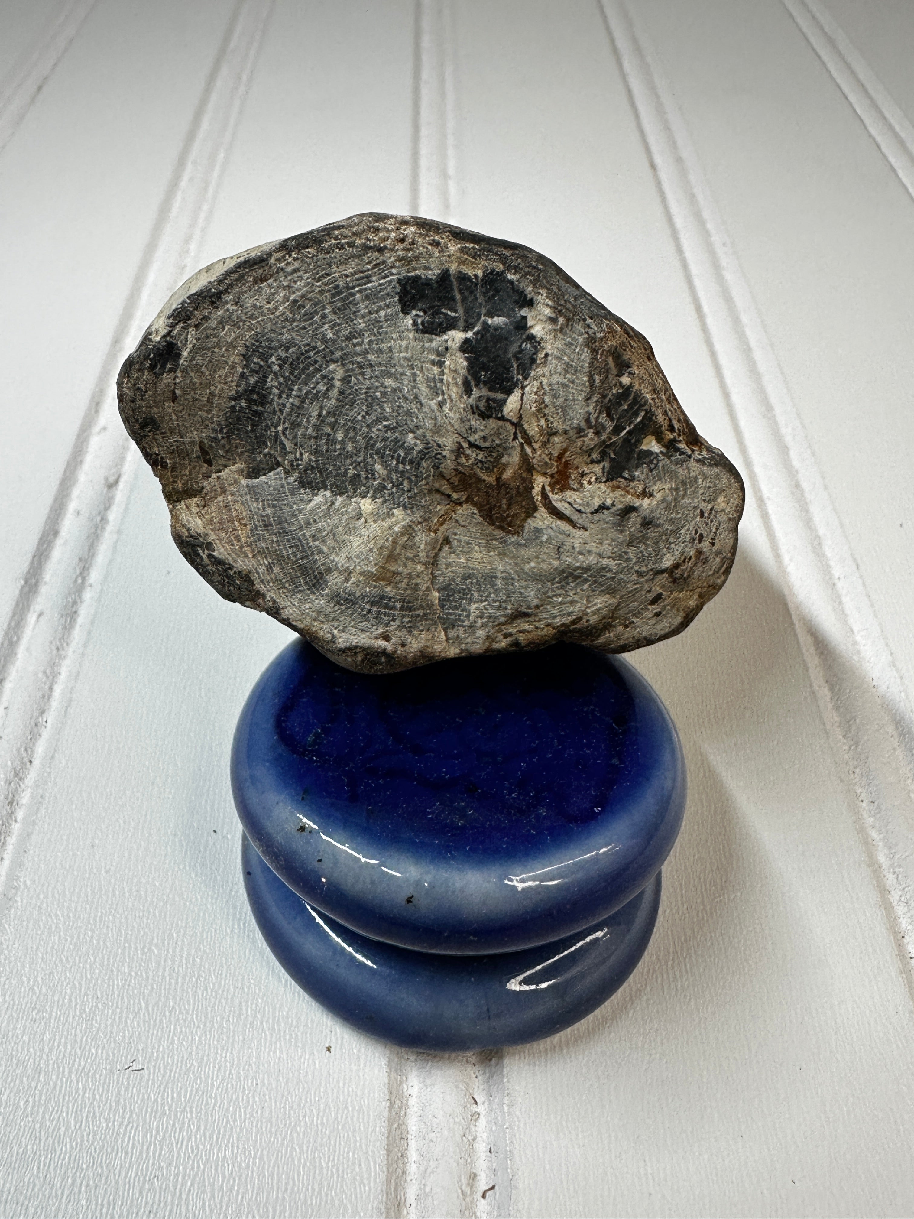 Petrified Wood Standing Specimen