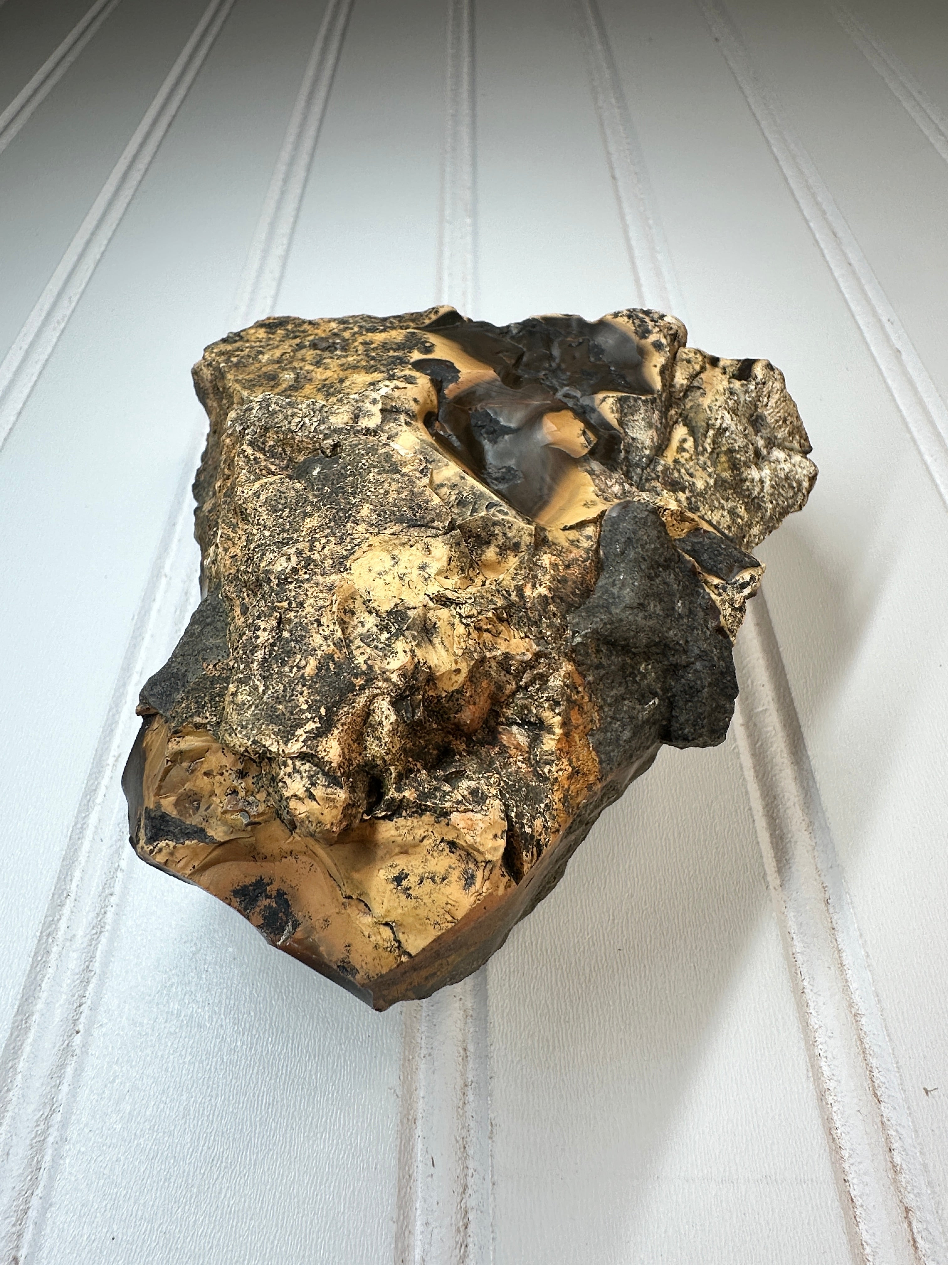 WA Limb Cast with Agate/ Chalcedony Filling