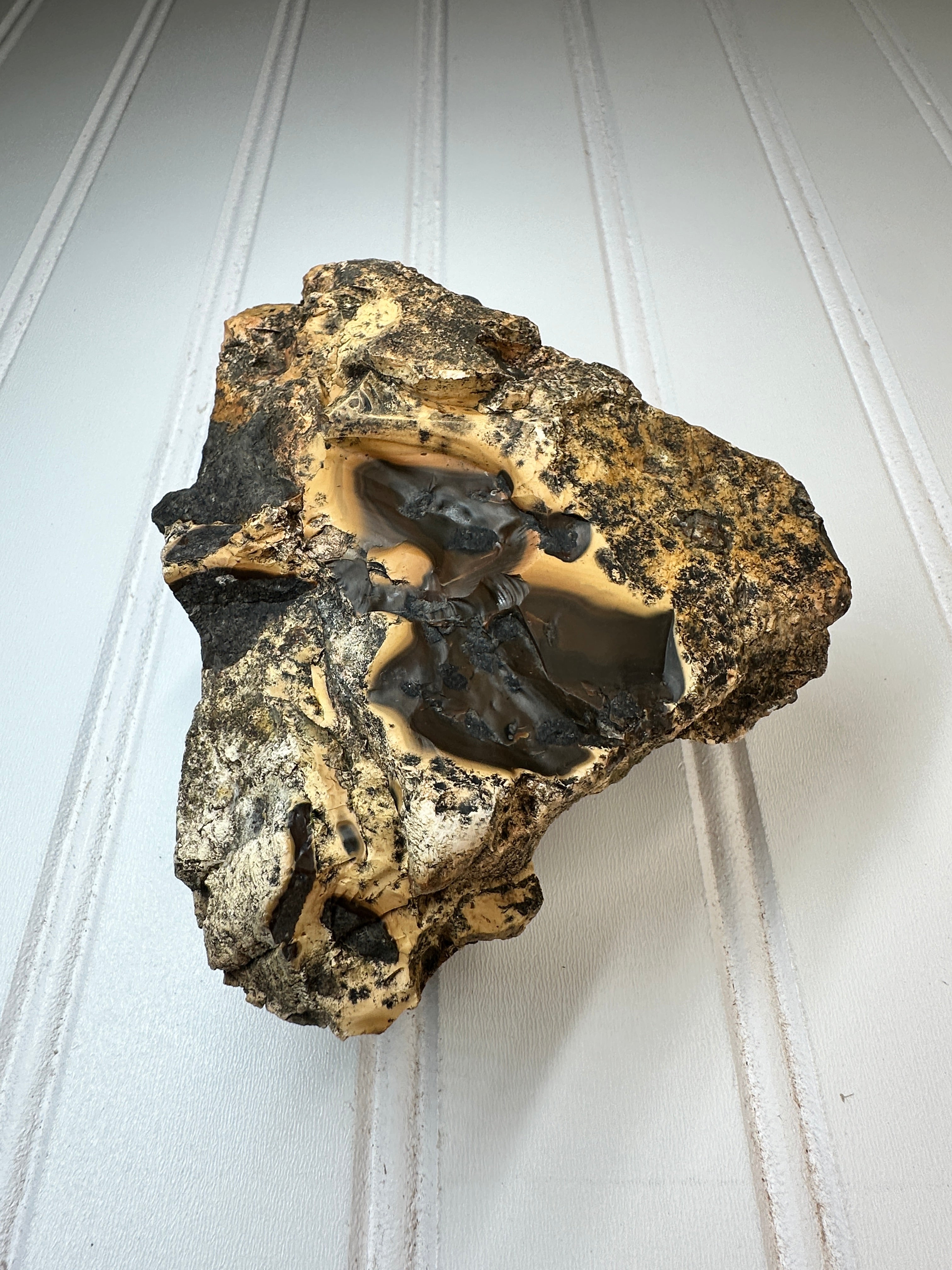 WA Limb Cast with Agate/ Chalcedony Filling