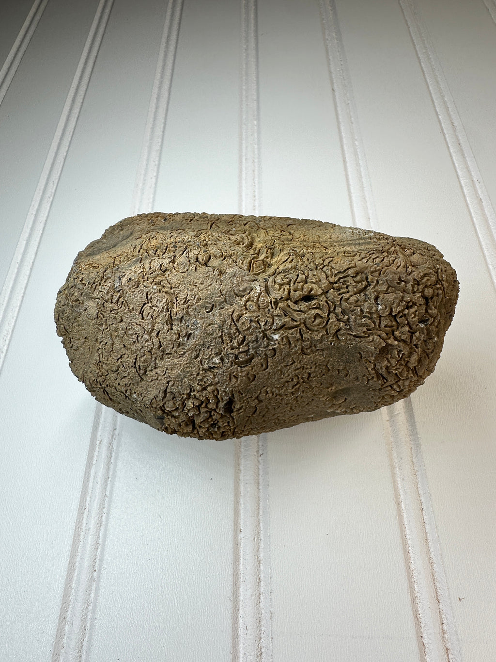 Chert Nodule