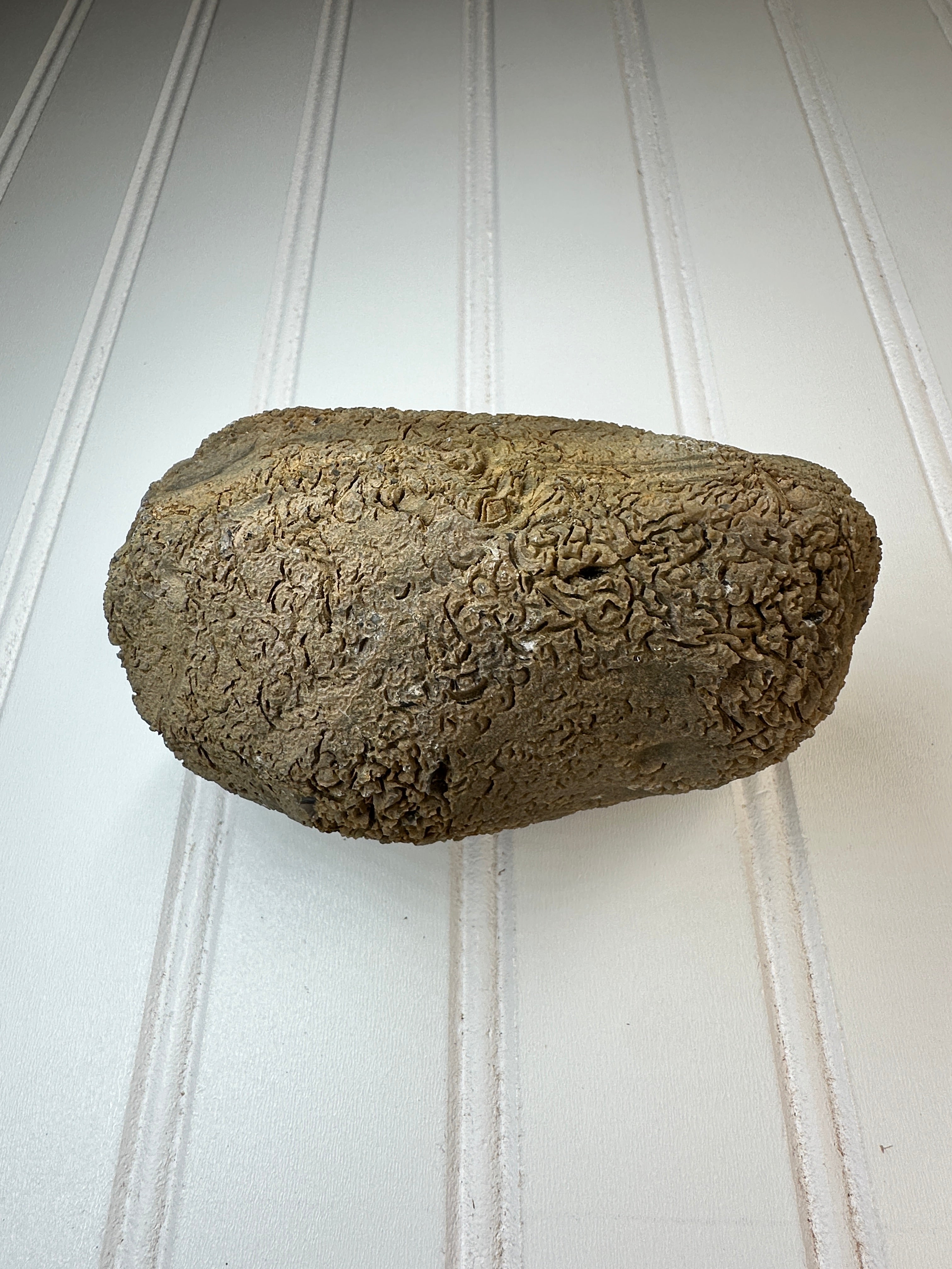 Chert Nodule