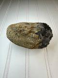 Chert Nodule