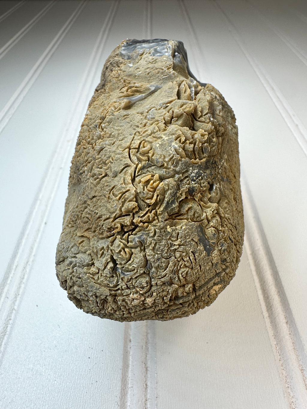 Chert Nodule