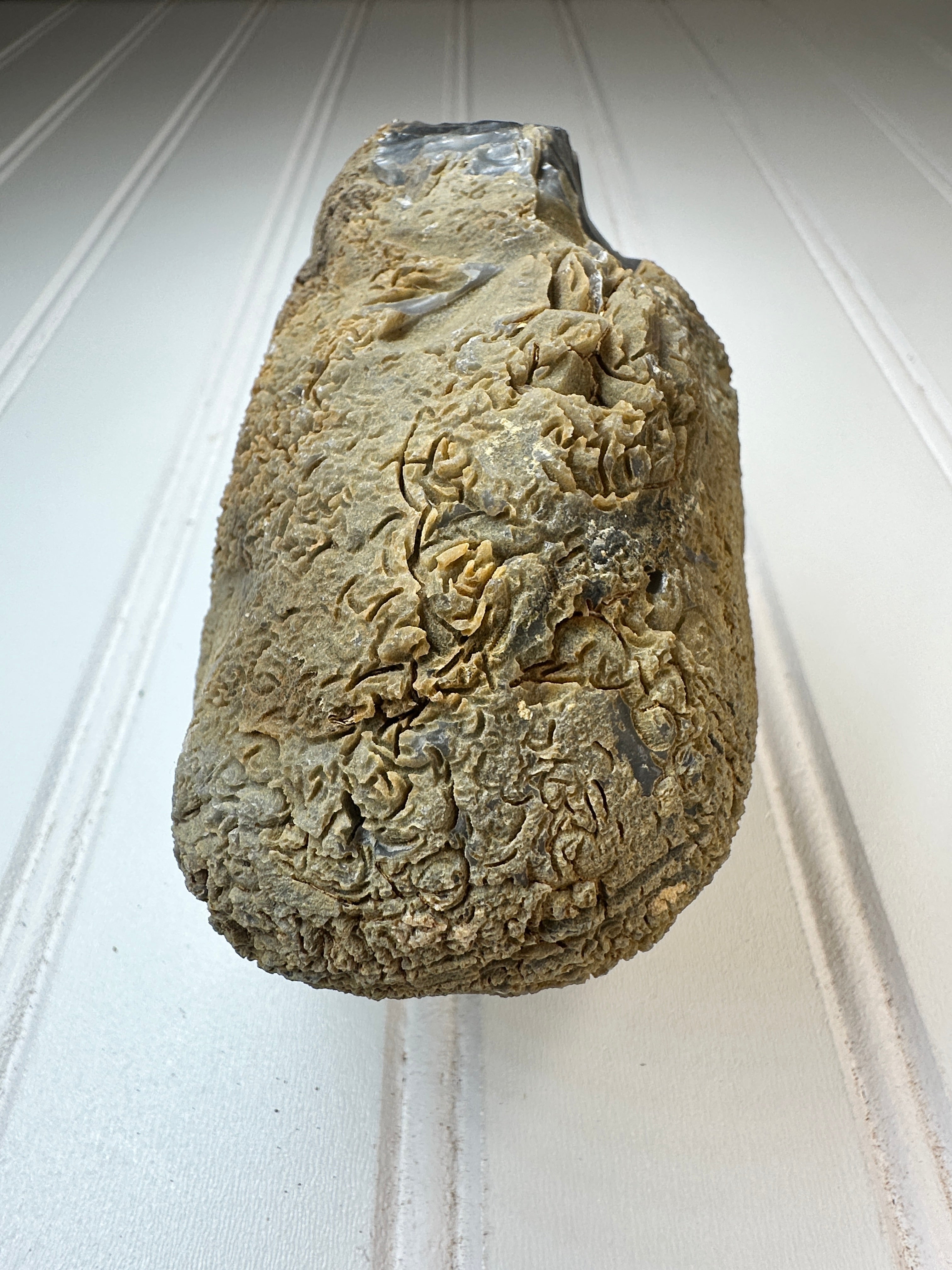 Chert Nodule
