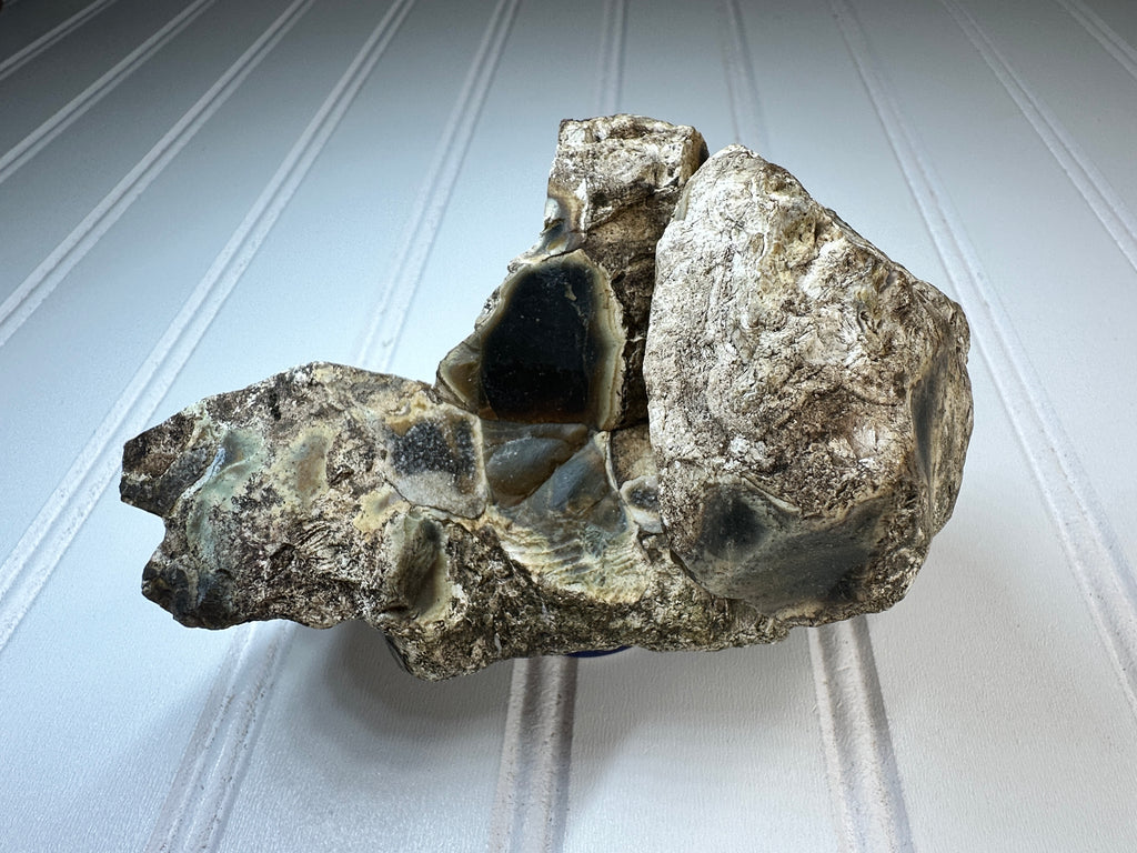 Petrified Agatized Wood