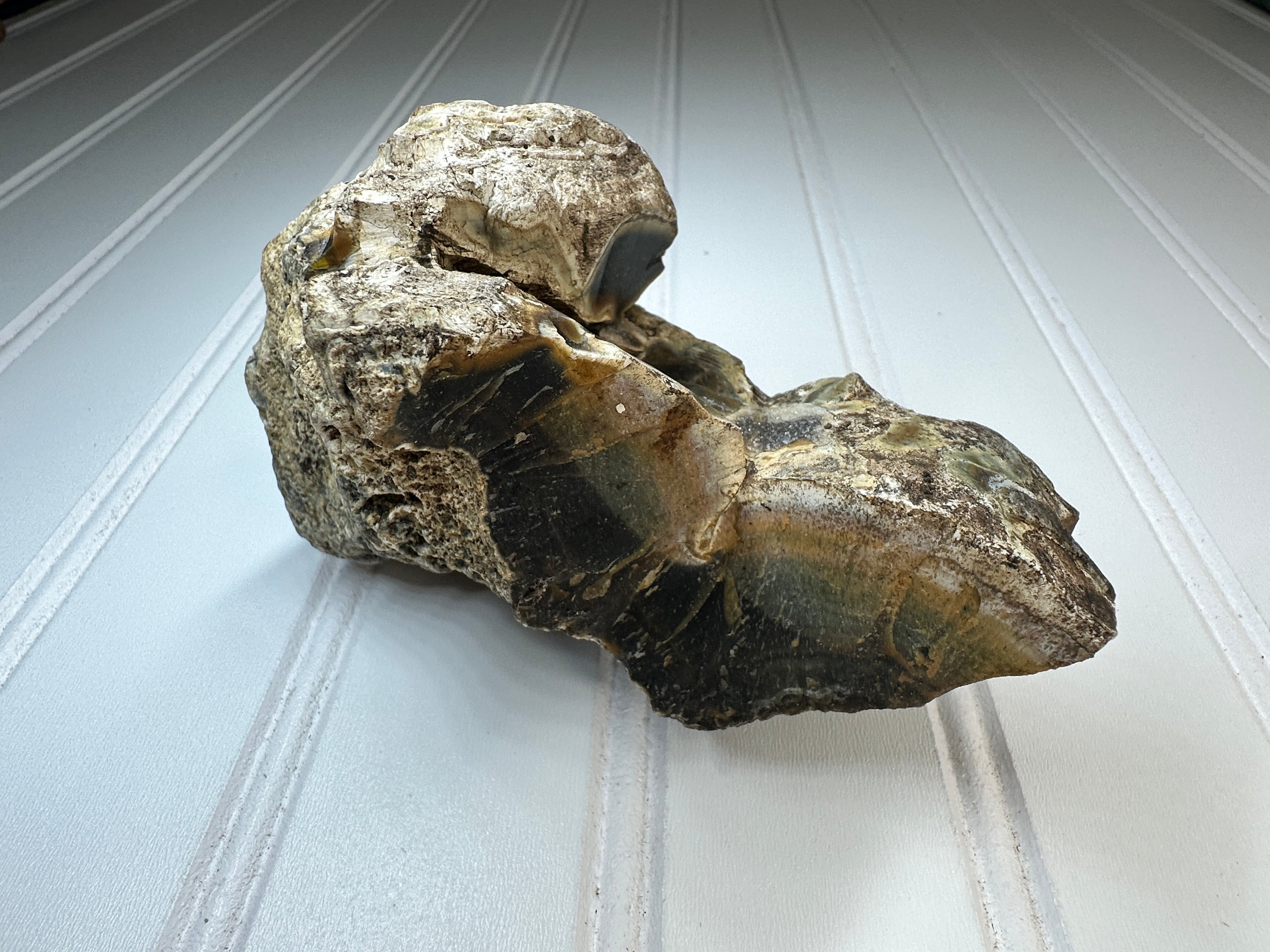 Petrified Agatized Wood