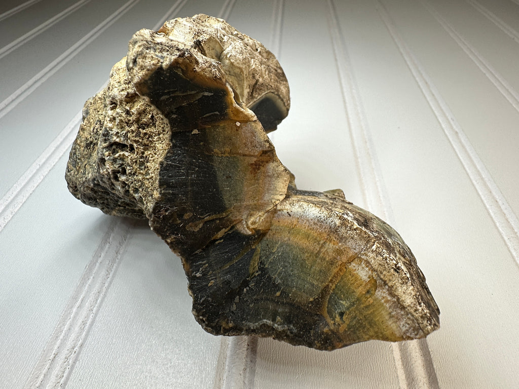 Petrified Agatized Wood