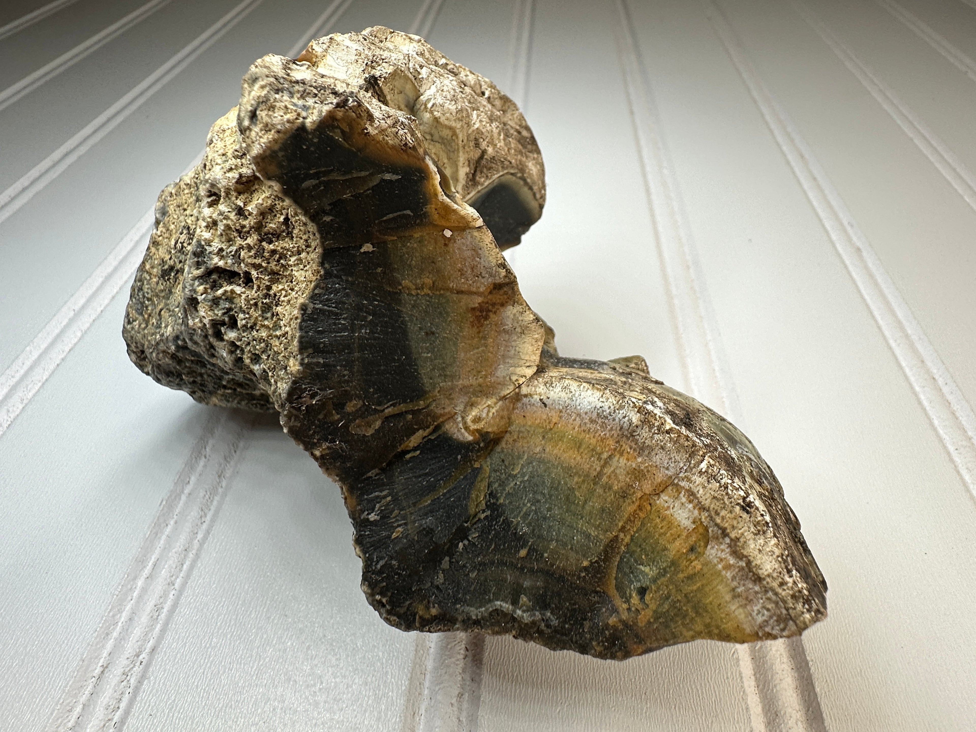 Petrified Agatized Wood