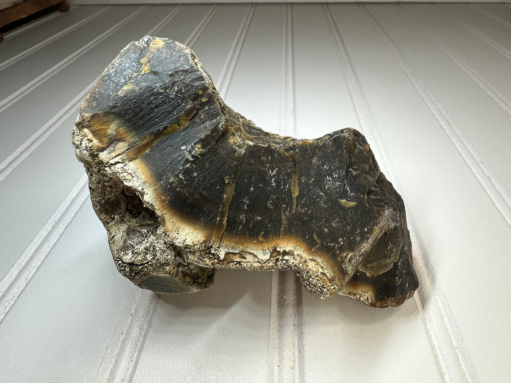 Petrified Agatized Wood