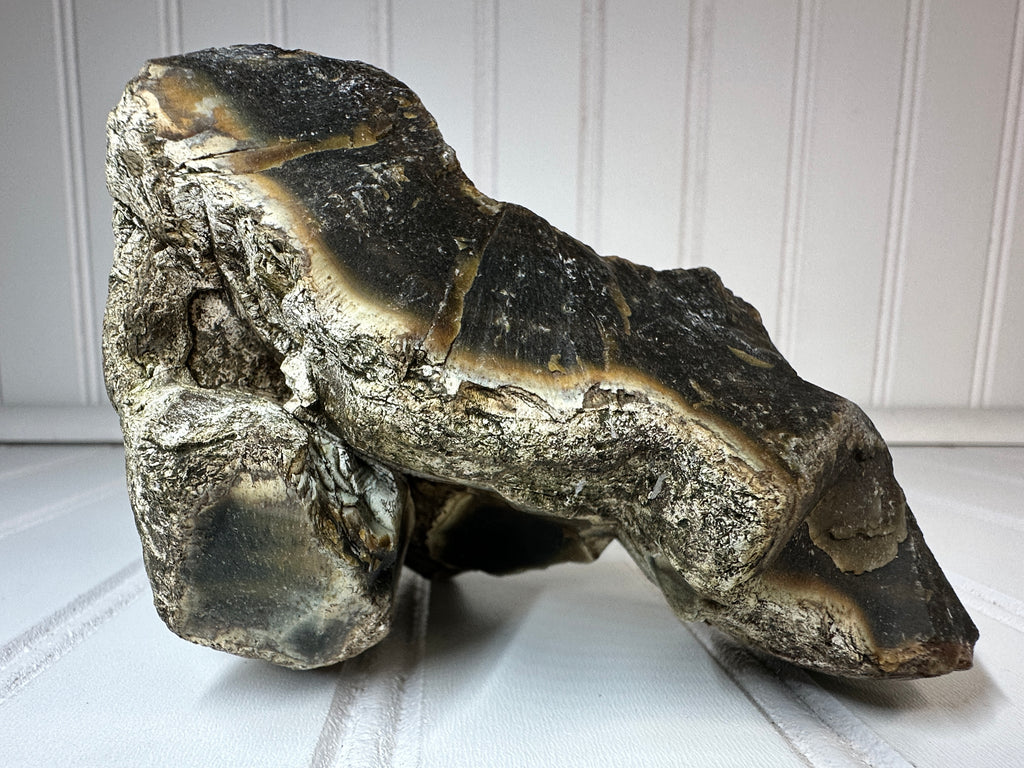 Petrified Agatized Wood