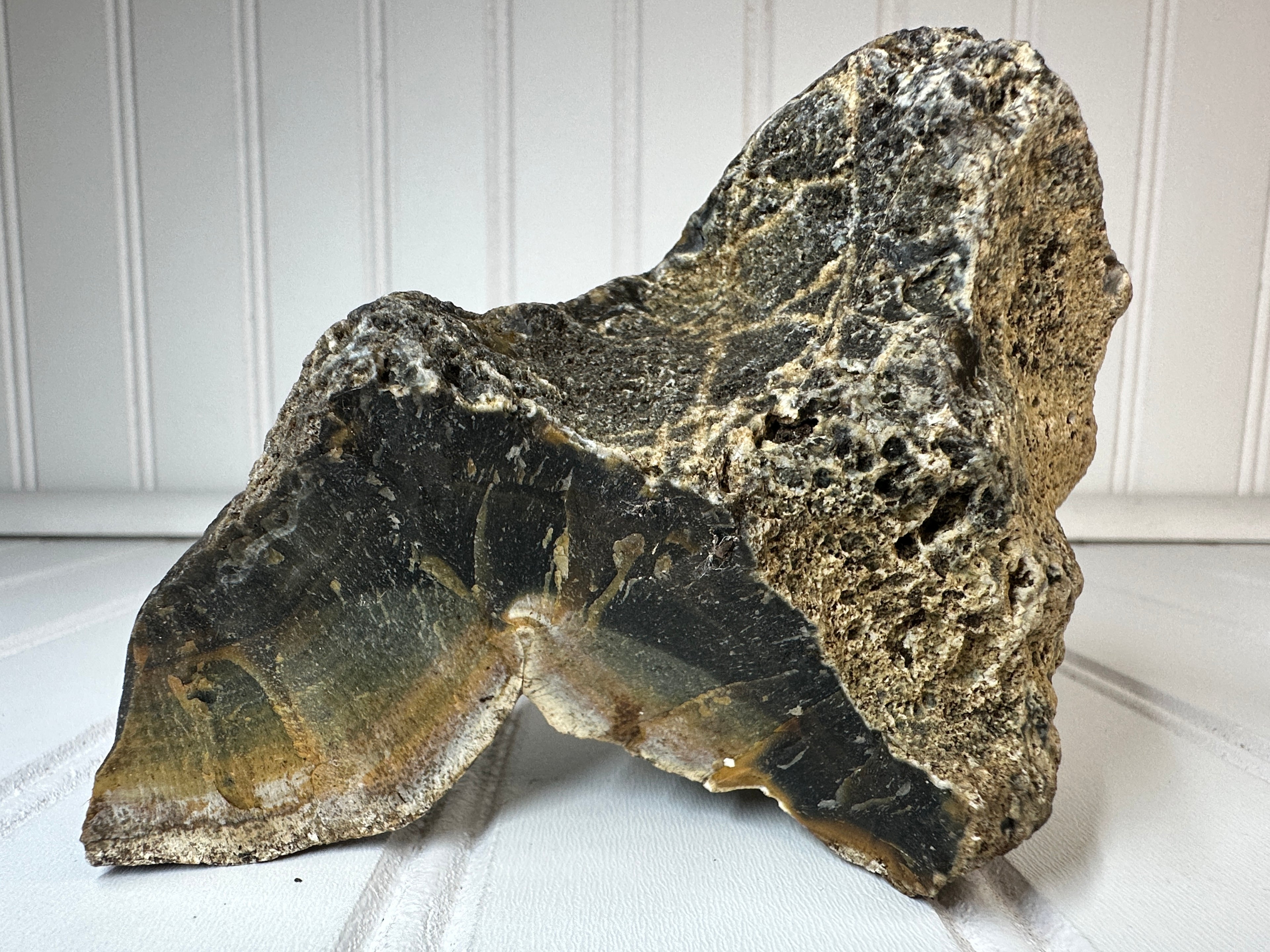 Petrified Agatized Wood