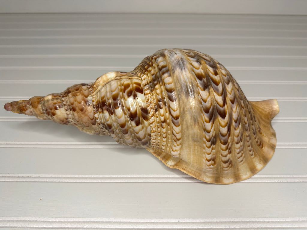 Triton's Trumpet Shell