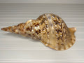Triton's Trumpet Shell