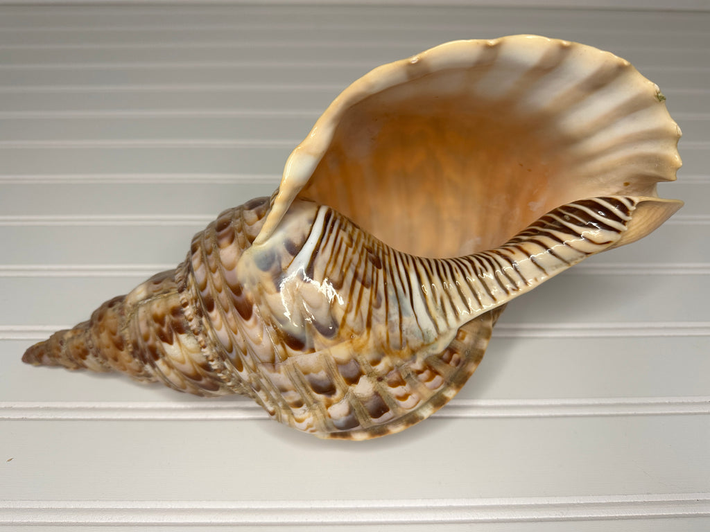 Triton's Trumpet Shell