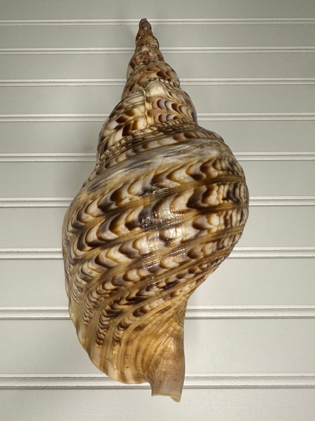 Triton's Trumpet Shell