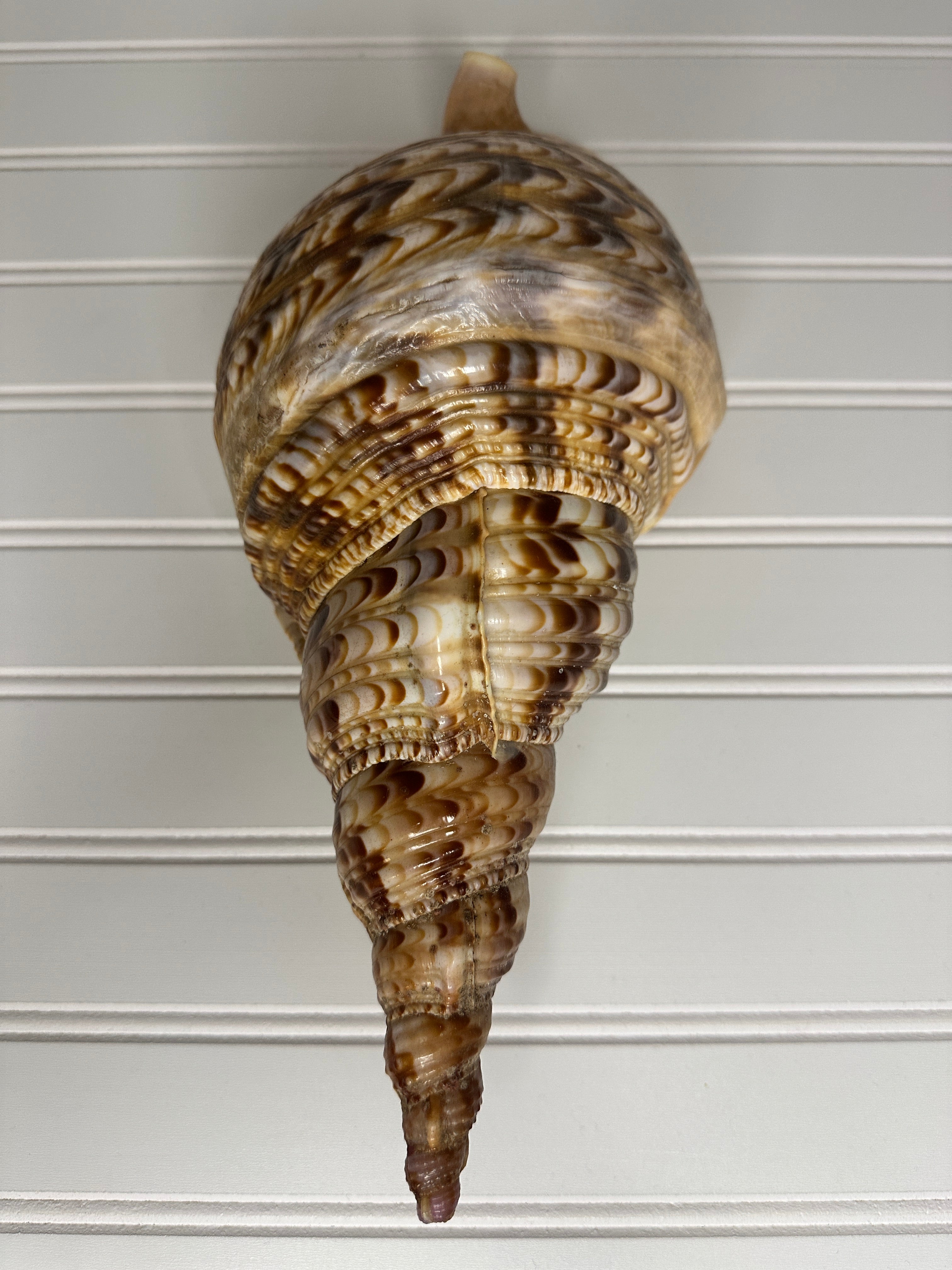 Triton's Trumpet Shell