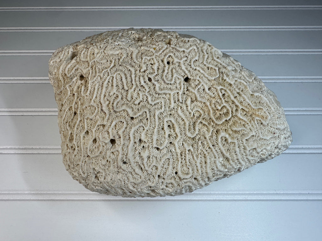 Natural Brain Coral Specimen