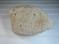 Natural Brain Coral Specimen