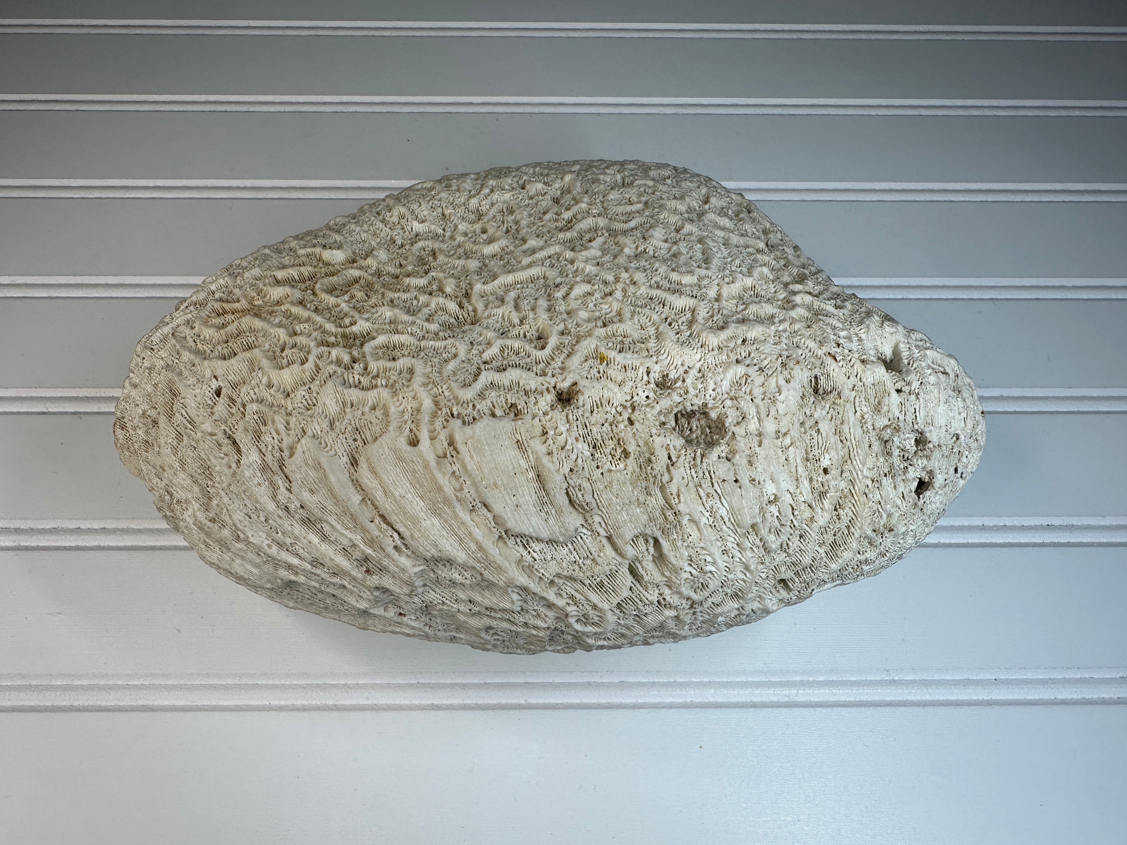 Natural Brain Coral Specimen