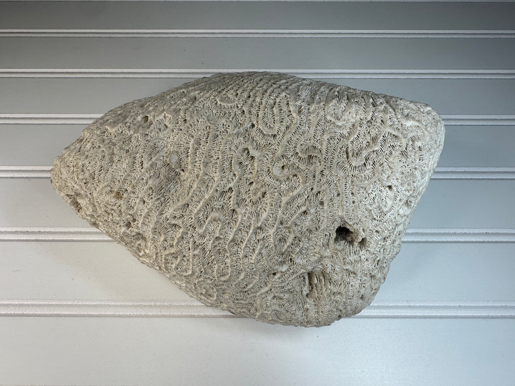 Natural Brain Coral Specimen