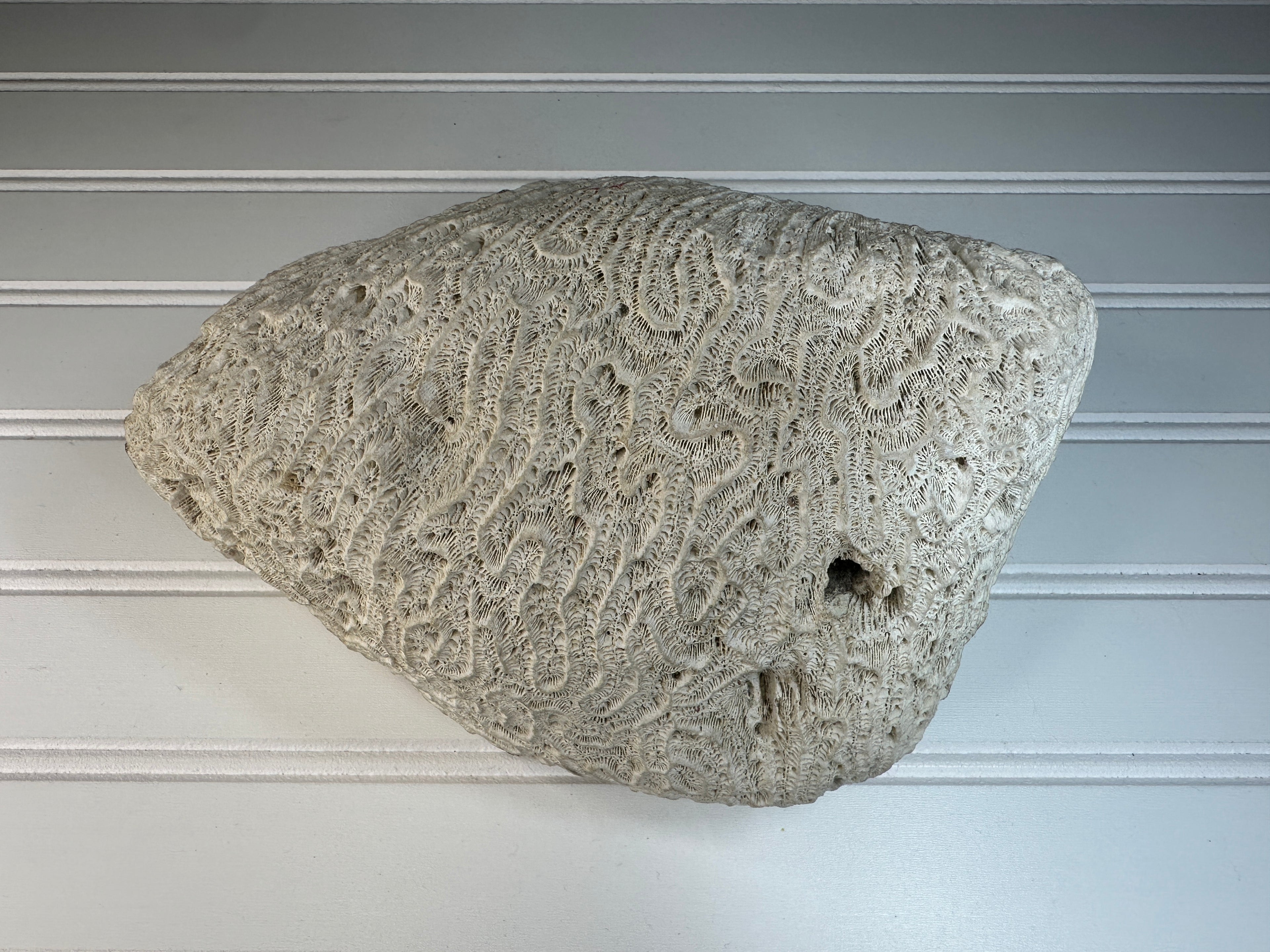Natural Brain Coral Specimen