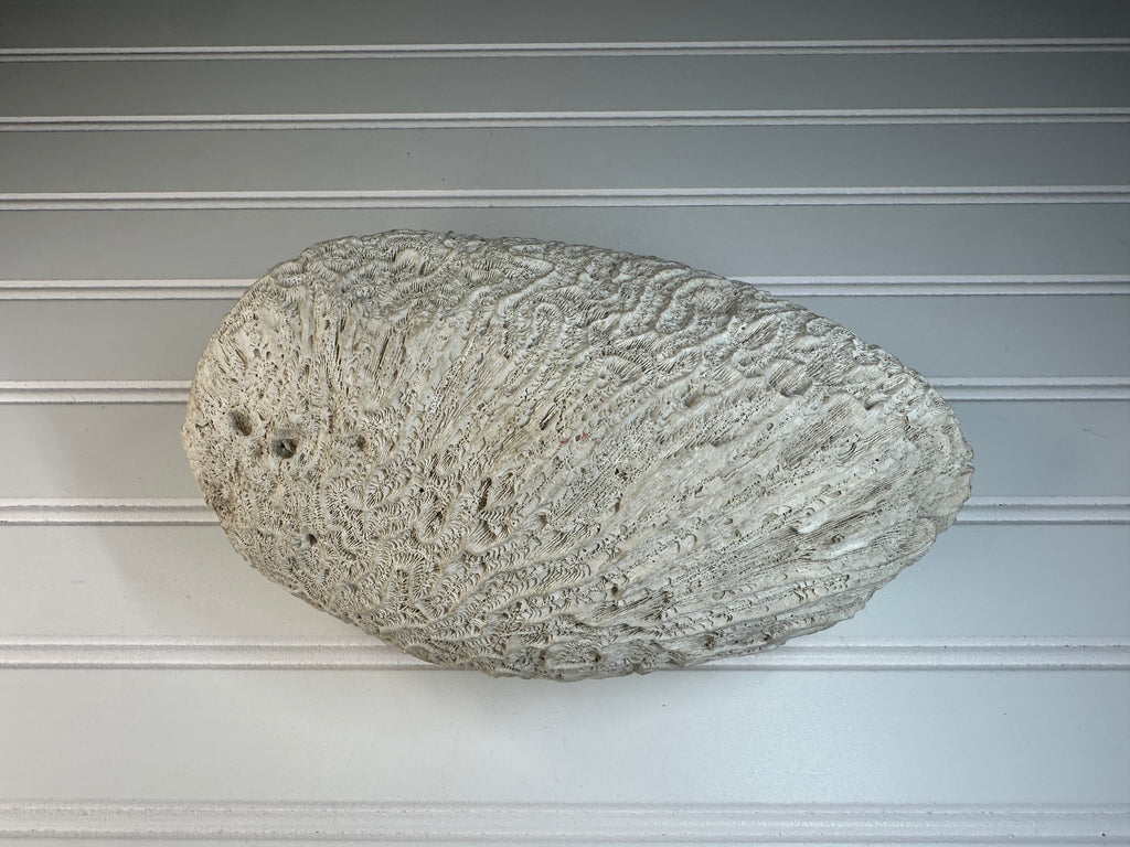 Natural Brain Coral Specimen