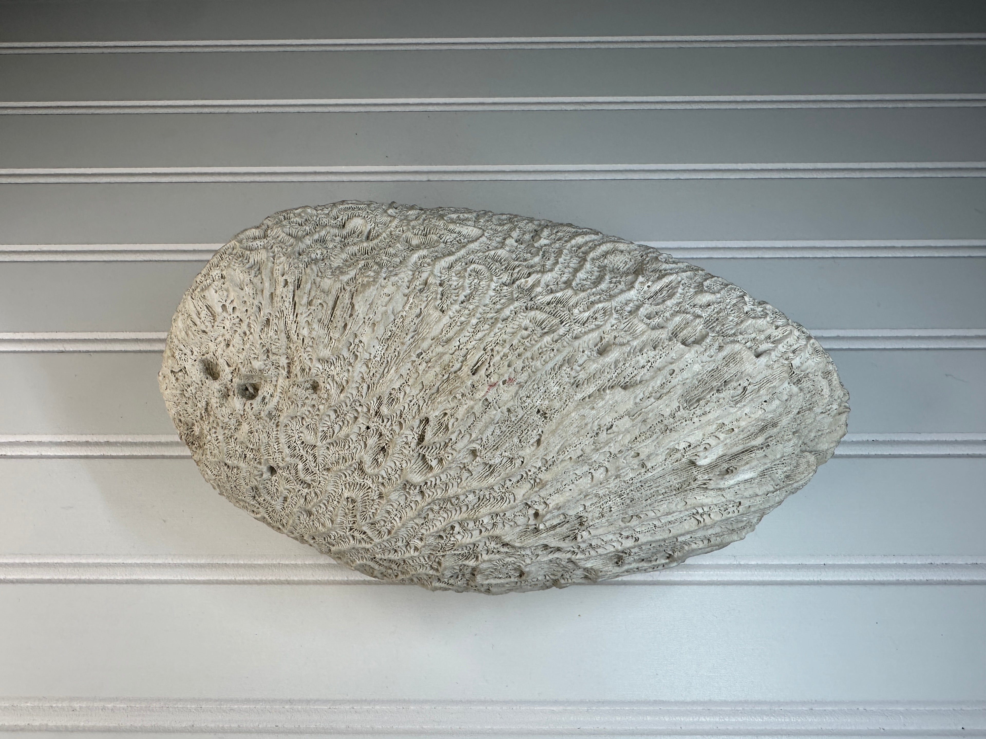Natural Brain Coral Specimen